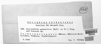 Image of Asterophora parasitica